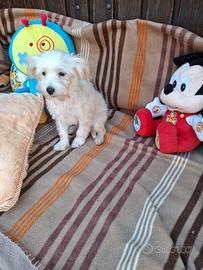 Maltipoo cucciola