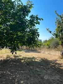 Terreno agricolo Gallicano nel Lazio
