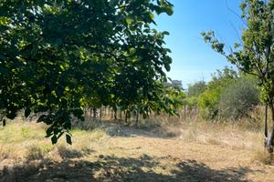 Terreno agricolo Gallicano nel Lazio