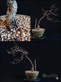 Pre-Bonsai di Quercia