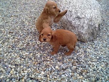 Cocker Spaniel linea Inglese