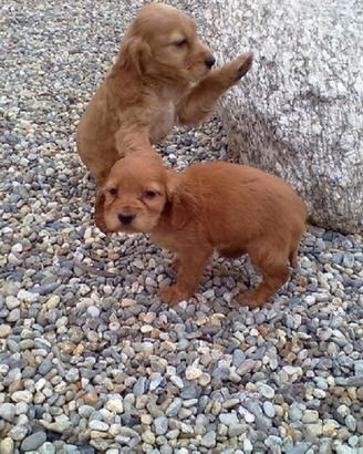 Cocker Spaniel linea Inglese