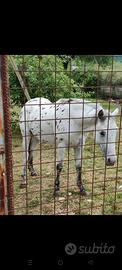 cavallo intero