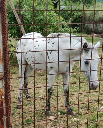 cavallo intero