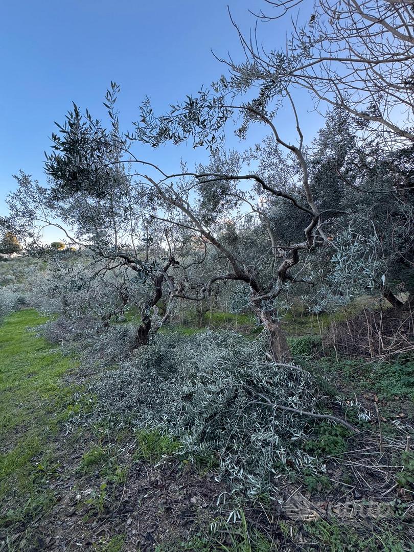 Terreno con piante di ulivi a Torrevecchia Teatina - View 3