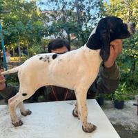 Cucciolo pointer inglese