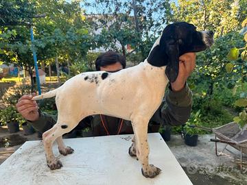 Cucciolo pointer inglese