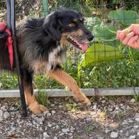 Ley cane 7 anni dolcissimo