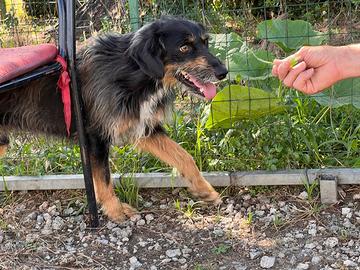 Ley cane 7 anni dolcissimo