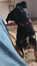 cucciola di pincher 