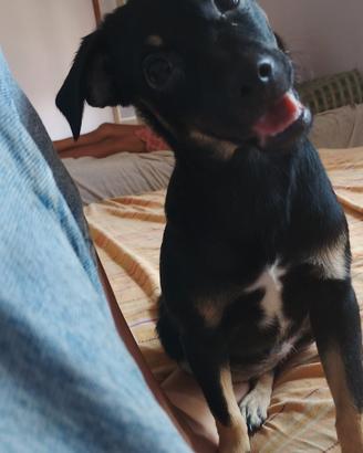 cucciola di pincher 