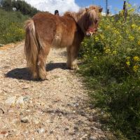 Pony femmina
