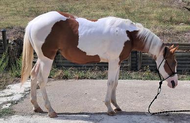 Paint Horse