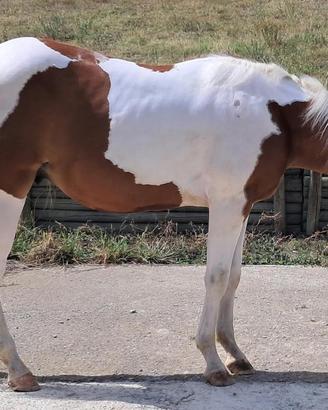 Paint Horse