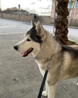 Husky
