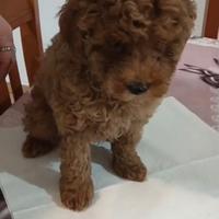 Barboncino toy red maschietto