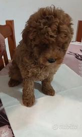 Barboncino toy red maschietto