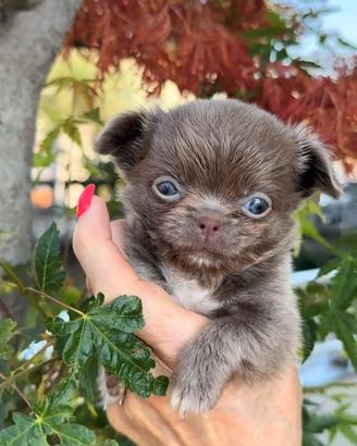 Chihuahua pelo lungo maschio piccolissimo