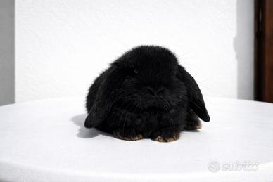 Cucciolo di coniglio ariete nano nero