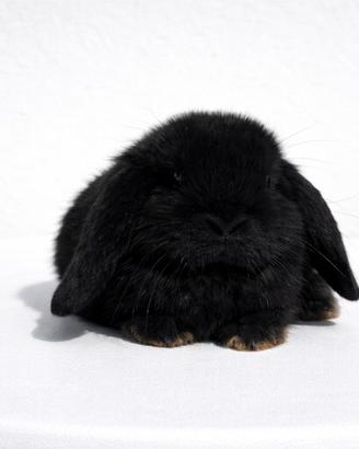 Cucciolo di coniglio ariete nano nero