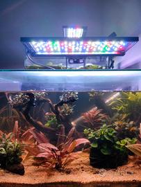 Acquario completo 