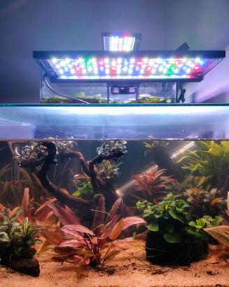 Acquario completo 