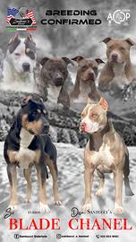 Cucciola American Pitbull Terrier UKC