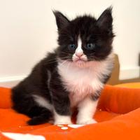 Cucciolo di Maine coon