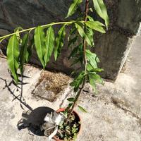 pianta  di pesco nata da seme con vaso