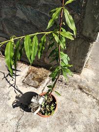 pianta  di pesco nata da seme con vaso