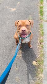 Pitbull rednose cane adozzione