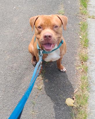 Pitbull rednose cane adozzione