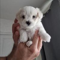 Cuccioli si maltese