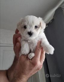 Cuccioli si maltese