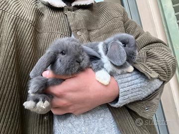 Coniglietti ariete nano + gabbie nuove