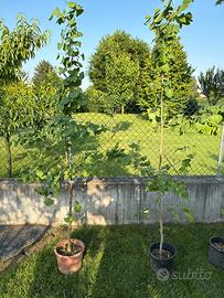 Ginkgo biloba