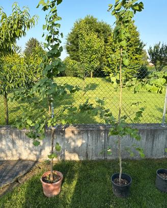 Ginkgo biloba