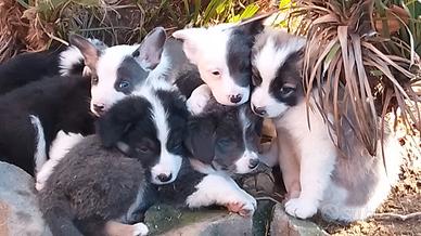 Magnifici cucciole di Border collie