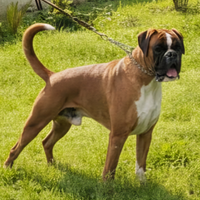 Boxer maschio per accoppiamento
