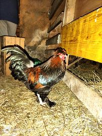 Gallo auracana