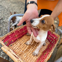 Cucciolo Jack Russel terrier