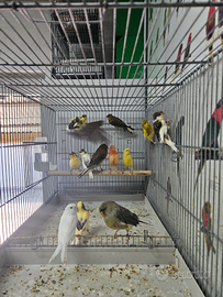 Pappagalli ed esotici