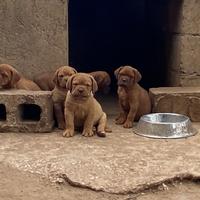 Dogue de bordeaux