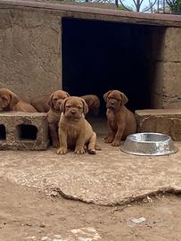 Dogue de bordeaux