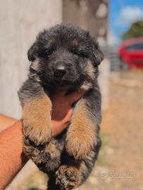 Cuccioli di pastore tedesco grigioni da lavoro