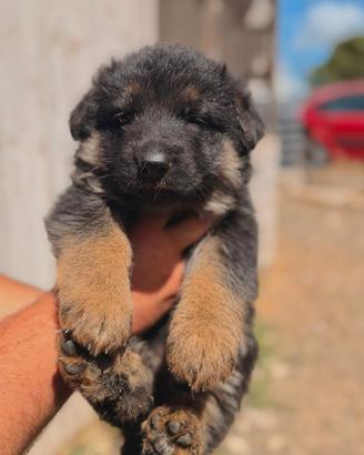 Cuccioli di pastore tedesco grigioni da lavoro