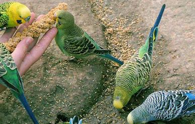 Parrocchetti ondulati