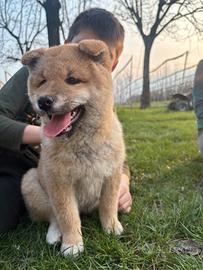 Shiba inu con pedigree