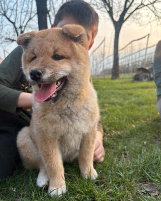 Shiba inu con pedigree