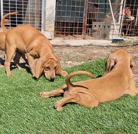 Cuccioli Segugio Italiano pelo raso da Lepre